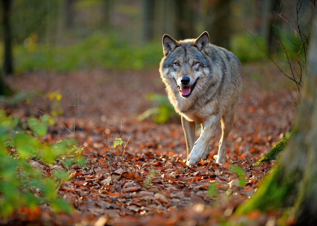 Wolf im Pfälzerwald